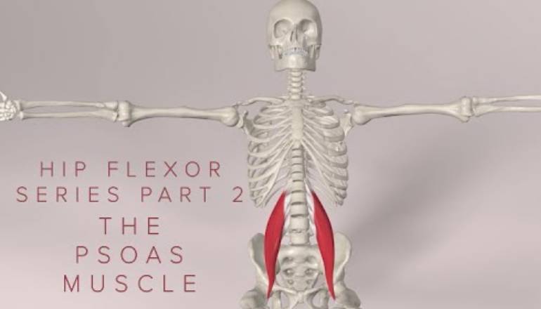 Understanding the Connection Between Your Psoas Muscle and Digestive Health