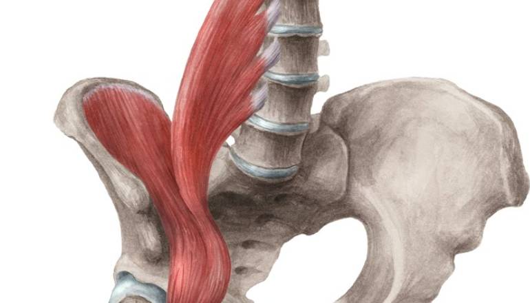 What Is The Action Of The Psoas Major