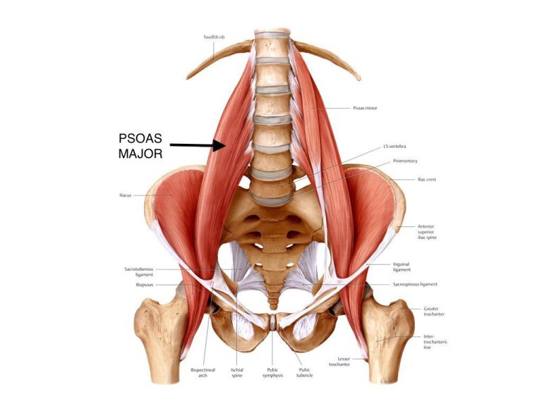 Are Hip Flexors and Psoas the Same? Unraveling Their Connection for Optimal Fitness