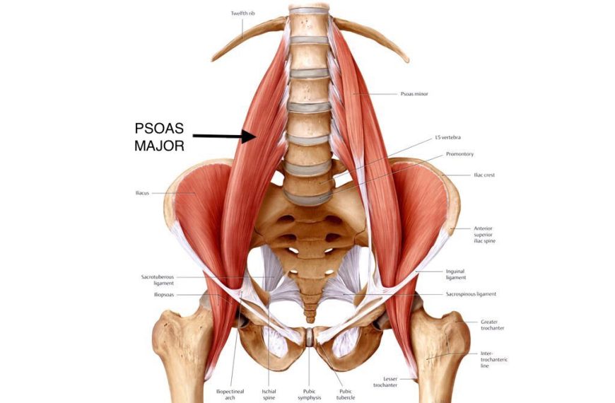 Are Hip Flexors and Psoas the Same? Unraveling Their Connection for Optimal Fitness