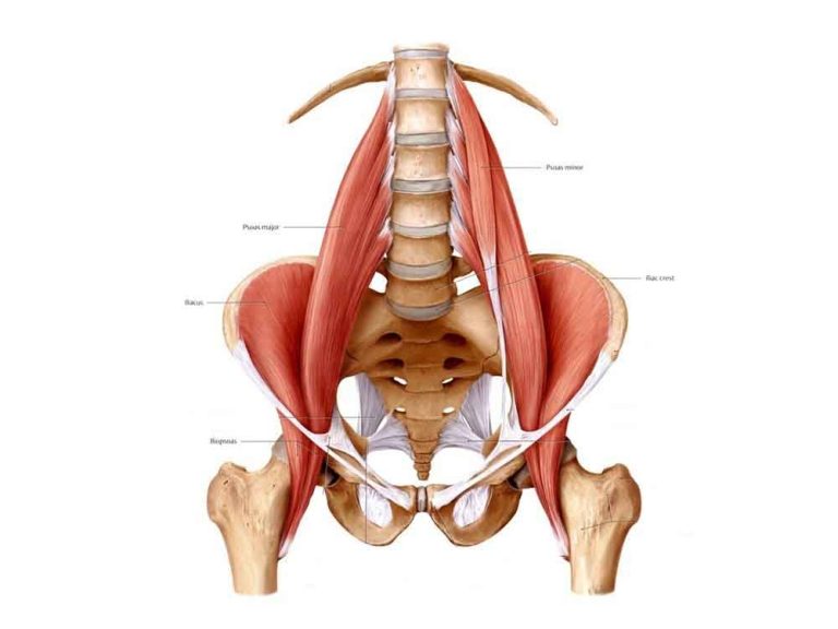 Is the iliopsoas a hip flexor muscle and why?