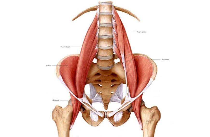 Is the iliopsoas a hip flexor muscle and why?