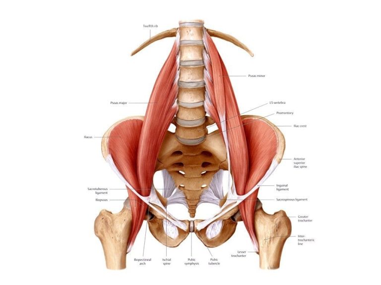 Psoas vs Iliopsoas Muscle: Understanding Their Roles and Functions